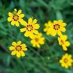 Feriehus Gemuetliches In Mit Grossem Garten By Interhome *